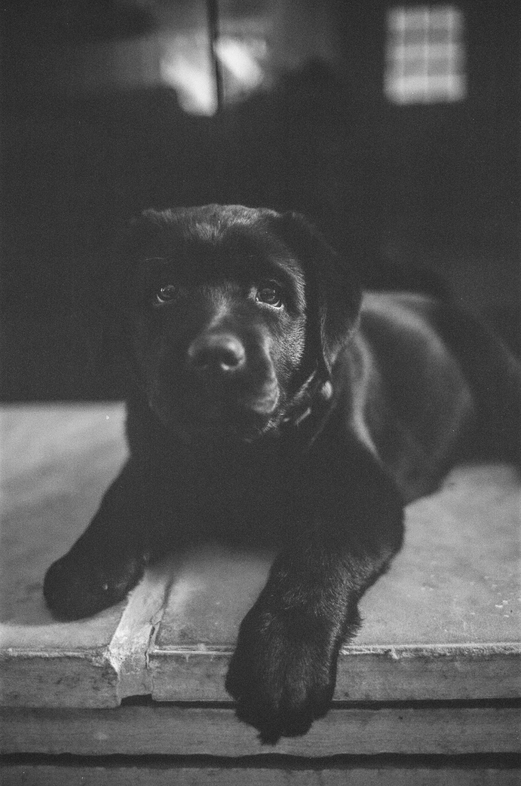 The-Pup-2